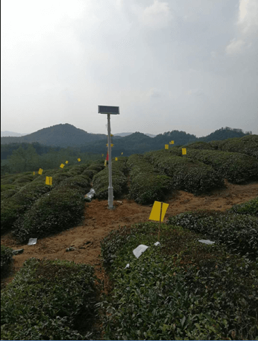 推廣綠色有機(jī)技術(shù)， 打造優(yōu)質(zhì)青米磚茶